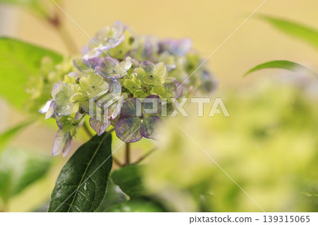 Hydrangea 'Tsue no Kotemari' Hydrangea 'Tsue no Kotemari' 139315065