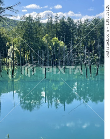 美瑛的夏天:藍池的鈷藍色湖水倒映著樹木。 美瑛的夏天:藍池的鈷藍色湖水倒映著樹木。 139315126