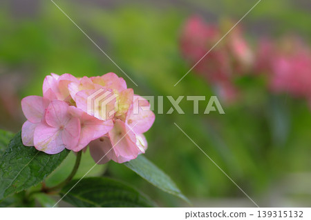 Hydrangea 'Fujimusume' Hydrangea 'Fujimusume' 139315132