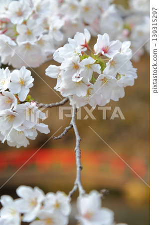 Somei Yoshino cherry blossoms in full bloom at Mamada Hachimangu Shrine Somei Yoshino cherry blossoms in full bloom at Mamada Hachimangu Shrine 139315297