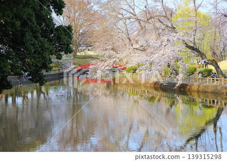 Mamada Hachimangu Shrine in full bloom Mamada Hachimangu Shrine in full bloom 139315298