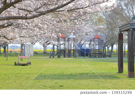 關宿城公園,櫻花正值盛開。 關宿城公園,櫻花正值盛開。 139315299