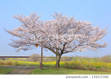 關宿城公園，櫻花正值盛開。 139315300