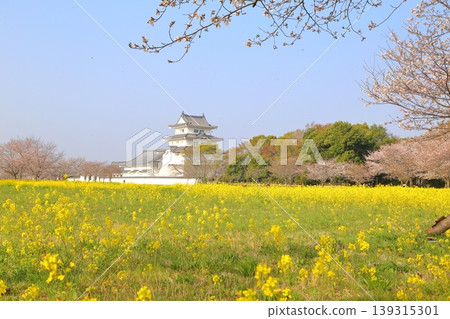 關宿城,四周環繞著油菜花和櫻花。 關宿城,四周環繞著油菜花和櫻花。 139315301