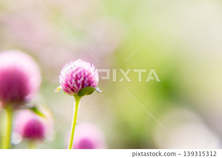 春日的陽光和紅色的三葉草 春日的陽光和紅色的三葉草 139315312