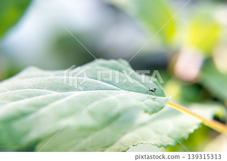 A long-legged fly perched on a leaf A long-legged fly perched on a leaf 139315313