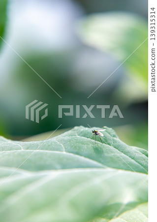 The appearance of a small insect with shimmering wings 139315314
