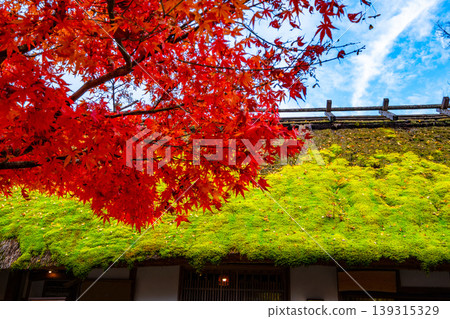 An old farmhouse with a moss-covered thatched roof and autumn leaves An old farmhouse with a moss-covered thatched roof and autumn leaves 139315329