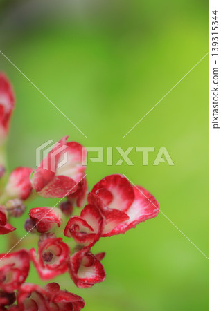 繡球花,日本紫珠 繡球花,日本紫珠 139315344