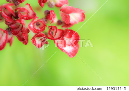 繡球花,日本紫珠 繡球花,日本紫珠 139315345