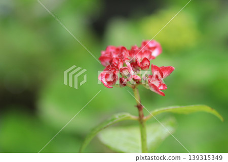 Hydrangea, Japanese beautyberry 139315349