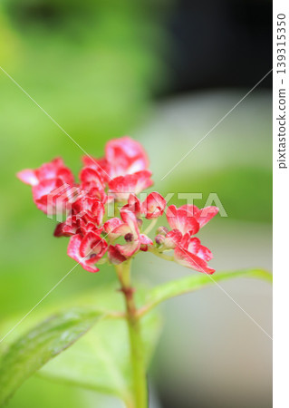 Hydrangea, Japanese beautyberry Hydrangea, Japanese beautyberry 139315350