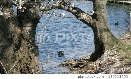 Northern pintails relaxing in a pond and cherry blossoms Northern pintails relaxing in a pond and cherry blossoms 139315403
