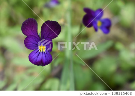 Wildflowers of the violet family Wildflowers of the violet family 139315408