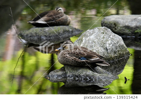 Spot-billed duck resting on a stone Spot-billed duck resting on a stone 139315424