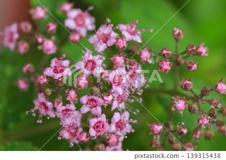 繡線菊 繡線菊 139315438