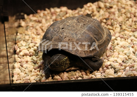 The cute daily life of a pond turtle The cute daily life of a pond turtle 139315455
