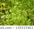 芹菜花湯 139315461