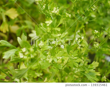 芹菜花湯 139315461