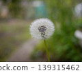 蒲公英絨毛 B 139315462