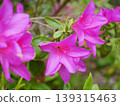 紅杜鵑花 B 139315463