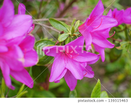 紅杜鵑花 B 139315463