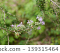 迷迭香花 B 139315464