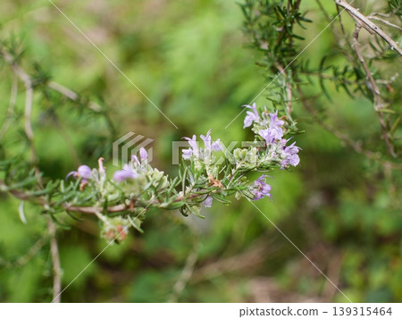 迷迭香花 B 139315464