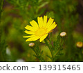 春菊花B 139315465