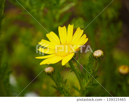 春菊花B 139315465