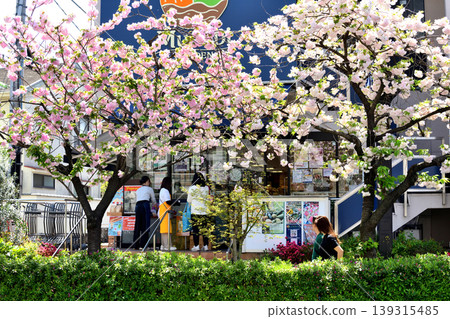 People enjoying a meal under the fully bloomed double cherry blossoms. 139315485