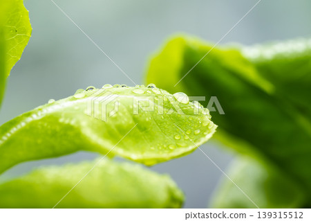 The close up detail of fresh shining water droplets on the green leaf in the morning. Young shoot plant with transparent water dew on the blurry background. 139315512