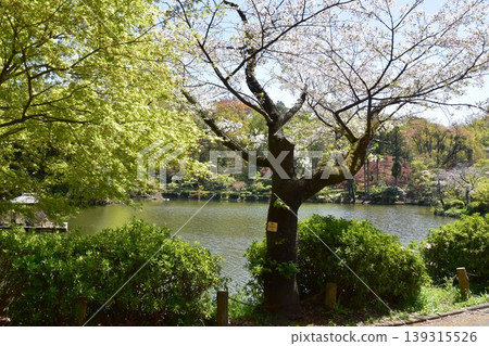 町田藥師池公園藥師池、櫻花盛開、綠意盎然 四季彩之森藥師池(藥師池公園) 町田藥師池公園藥師池、櫻花盛開、綠意盎然 四季彩之森藥師池(藥師池公園) 139315526