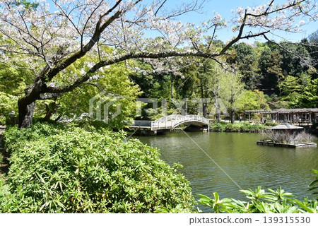 藥師池、太鼓橋、櫻花盛開、綠樹成蔭的町田藥師池公園 四季彩之森藥師池（藥師池公園） 139315530