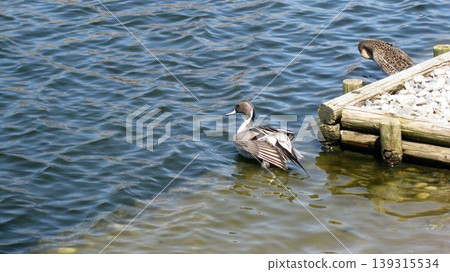 Northern pintails grooming their feathers in a pond. 139315534