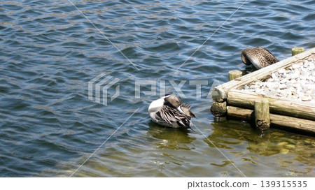 Northern pintails grooming their feathers in a pond. Northern pintails grooming their feathers in a pond. 139315535