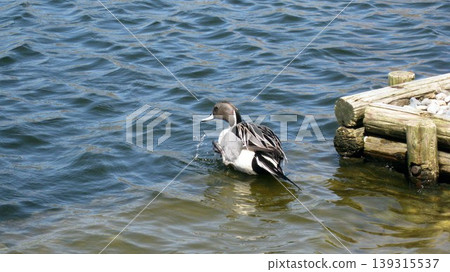 Northern pintails grooming their feathers in a pond. Northern pintails grooming their feathers in a pond. 139315537