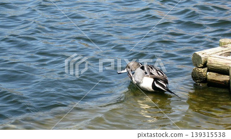 Northern pintails grooming their feathers in a pond. 139315538