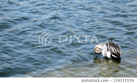 Northern pintails grooming their feathers in a pond. 139315539