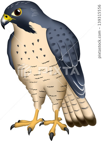 可愛的野生鳥類插圖:遊隼(Peregrine alcon),白色背景,單隻鳥,向量格式。 可愛的野生鳥類插圖:遊隼(Peregrine alcon),白色背景,單隻鳥,向量格式。 139315556