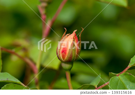 Orange rosebuds 139315616