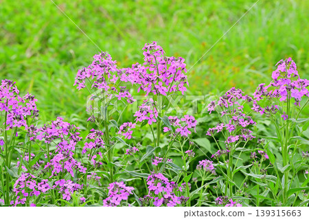 The arrival of spring in a snow country: clusters of sweet rockets in full bloom The arrival of spring in a snow country: clusters of sweet rockets in full bloom 139315663