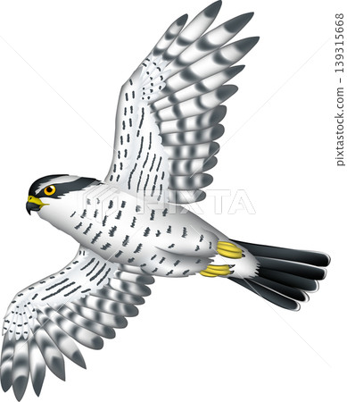 Cute wild bird illustration: Northern Goshawk in flight, white background, single bird, vector format. Cute wild bird illustration: Northern Goshawk in flight, white background, single bird, vector format. 139315668
