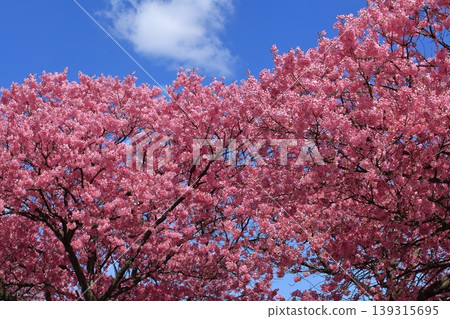 Sunshine cherry blossoms Sunshine cherry blossoms 139315695