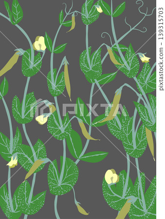 Snap pea banner material: Vector illustration of green peas and leaves, natural background for home gardening. Snap pea banner material: Vector illustration of green peas and leaves, natural background for home gardening. 139315703