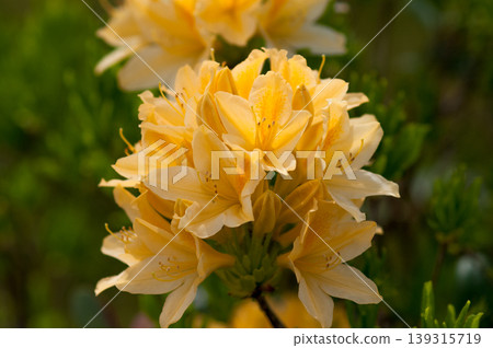 Yellow lotus flower azalea (Kirenge azalea) 139315719