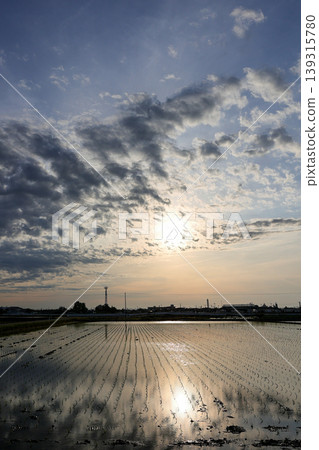 Rice paddies after planting, illuminated by the setting sun_vertical 139315780