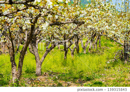 Bloosoms of the Nashi pear, Pyrus pyrifolia, in spring Bloosoms of the Nashi pear, Pyrus pyrifolia, in spring 139315843