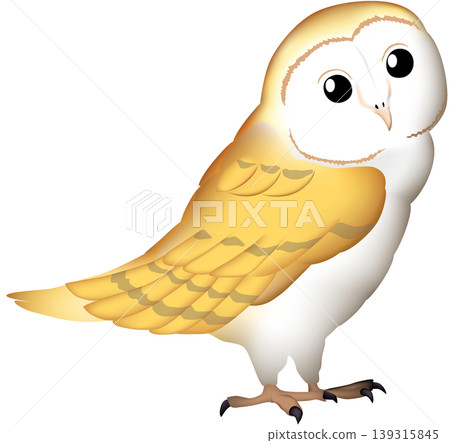 Cute wild bird illustration: Barn Owl, white background, single bird, vector format. Cute wild bird illustration: Barn Owl, white background, single bird, vector format. 139315845