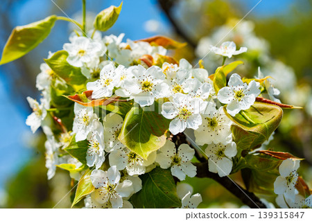 Bloosoms of the Nashi pear, Pyrus pyrifolia, in spring 139315847
